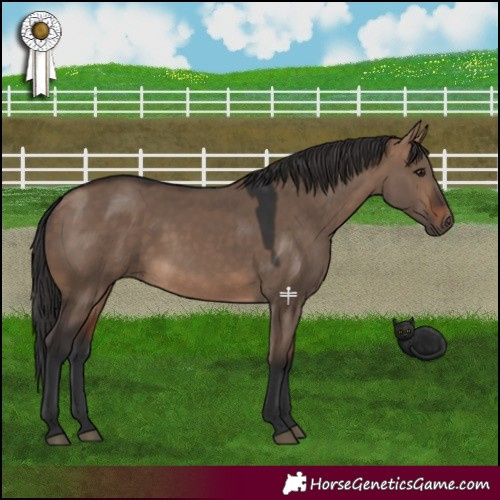 Horse Color:Brown Dun 