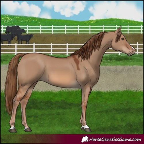 Horse Color:Red Dun 