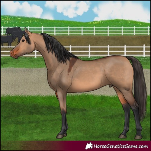 Horse Color:Bay Dun 