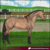 Horse Color:Bay Dun