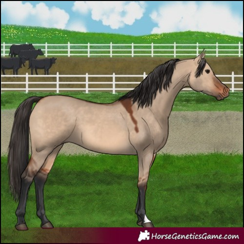 Horse Color:Bay Dun 