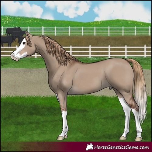 Horse Color:Liver Red Dun Splash 
