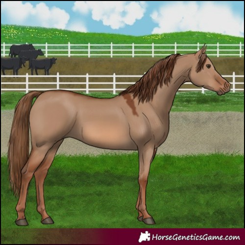 Horse Color:Red Dun 