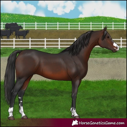 Horse Color:Brown 