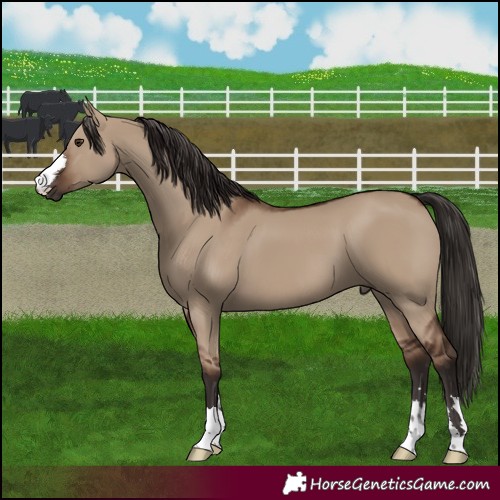 Horse Color:Liver Red Dun 