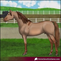 Horse Color:Red Dun 