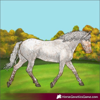 Horse Color:Silver Bay Roan Dun Snowflake Varnish Rabicano 