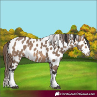 Horse Color:Brown Dun Splash Appaloosa 