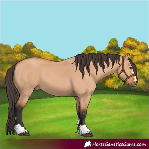 Horse Color:Bay Dun 