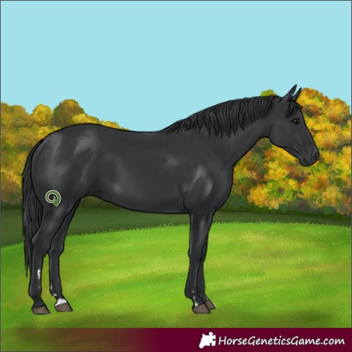 Horse Color:Black 