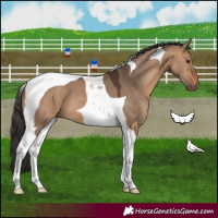 Horse Color:Bay Dun Tobiano 