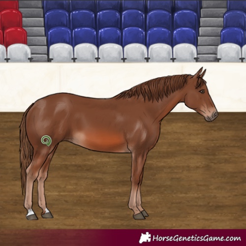 Horse Color:Chestnut 