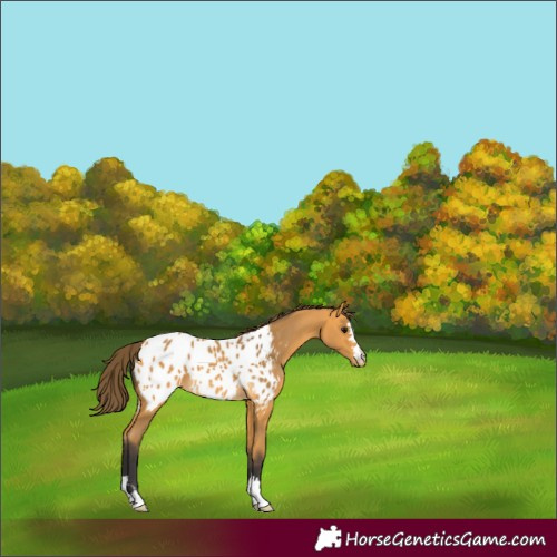 Horse Color:Buckskin Appaloosa