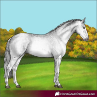 Horse Color:Gray White Spotted Black  and Gray White Spotted Black 