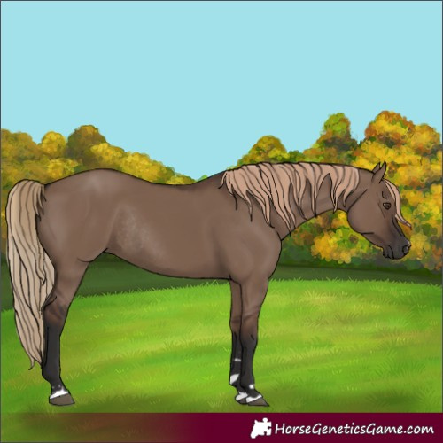 Horse Color:Liver Red Dun Rabicano