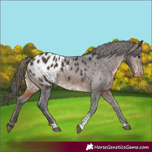 Horse Color:Brown Tobiano Blanket Rabicano
