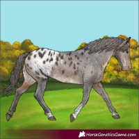 Horse Color:Brown Tobiano Appaloosa Rabicano 