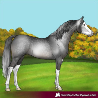 Horse Color:Gray Smoky Black Splash