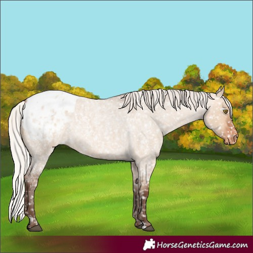 Horse Color:Silver Bay Roan Dun Appaloosa Rabicano 