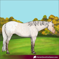 Horse Color:Silver Bay Roan Dun Blanket Rabicano