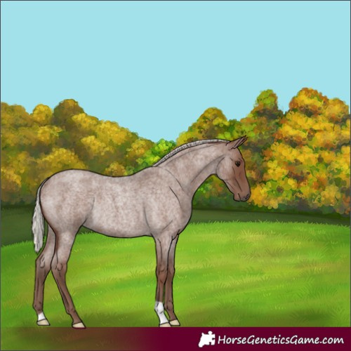 Horse Color:Silver Blue Roan Rabicano