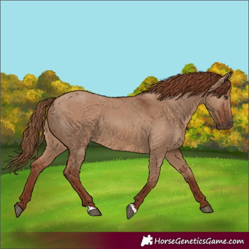 Horse Color:Red Dun 