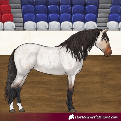 Horse Color:Bay Roan Dun 