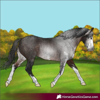 Horse Color:Gray Bay Sabino Rabicano