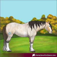 Horse Color:Buckskin Roan Sabino Splash 