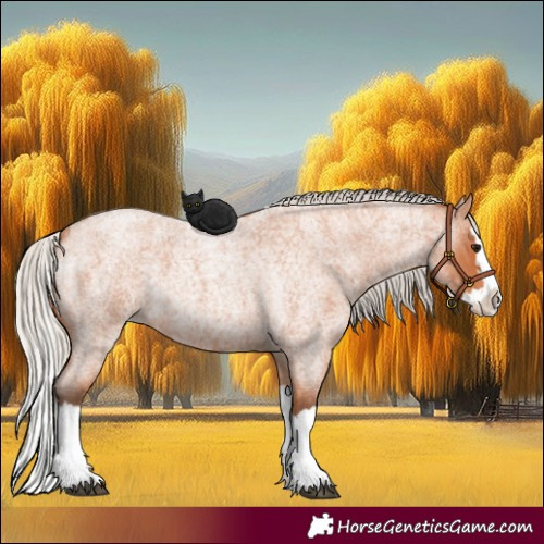 Horse Color:Silver Bay Roan Splash 