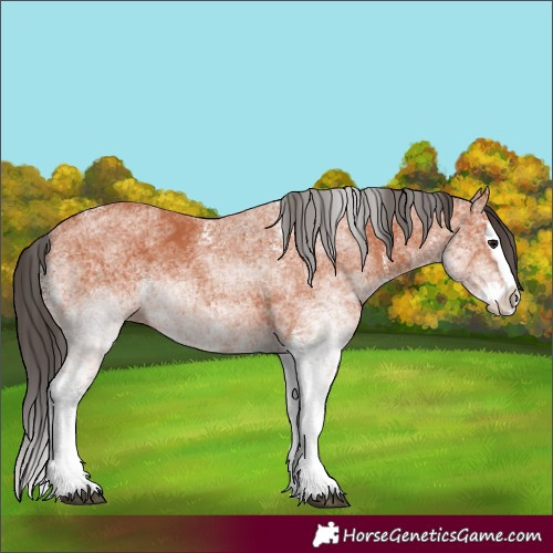 Horse Color:White Spotted Bay Splash 