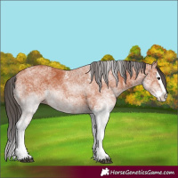 Horse Color:White Spotted Bay Splash 