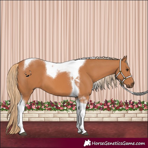 Horse Color:Chestnut Tobiano 
