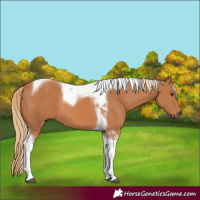 Horse Color:Chestnut Tobiano 