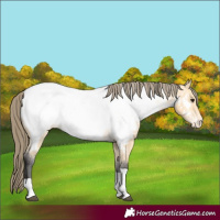 Horse Color:Buckskin Tobiano Near Fewspot