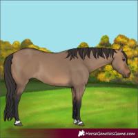 Horse Color:Brown Dun 