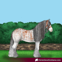 Horse Color:White Spotted Bay Splash  and White Spotted Black Splash 