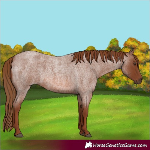 Horse Color:Red Roan 