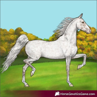 Horse Color:Silver Grullo Roan Snowflake Varnish Rabicano 