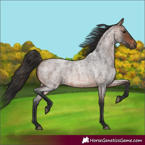 Horse Color:Brown Roan 