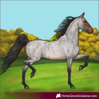 Horse Color:Brown Roan