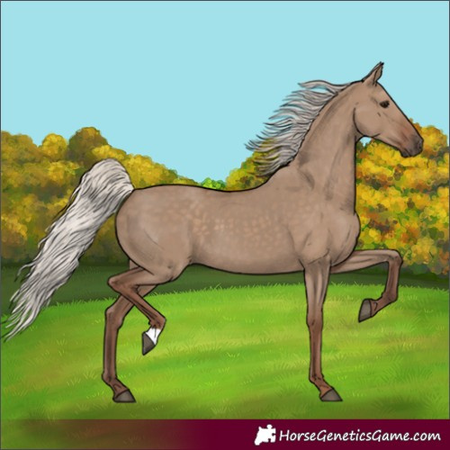Horse Color:Silver Grullo 
