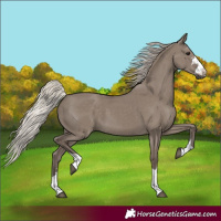 Horse Color:Silver Grullo 