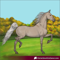 Horse Color:Silver Grullo 