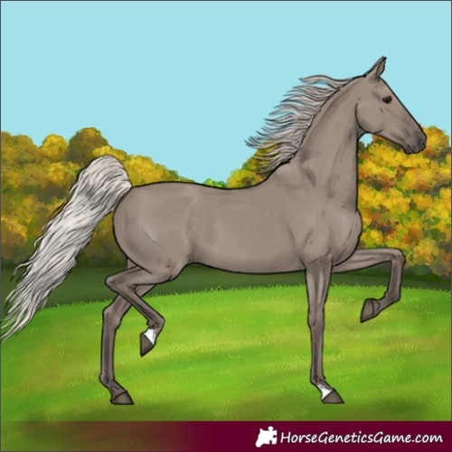 Horse Color:Silver Grullo