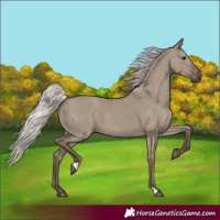 Horse Color:Silver Grullo
