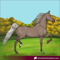 Horse Color:Silver Grullo