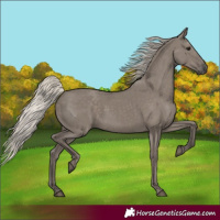 Horse Color:Silver Grullo
