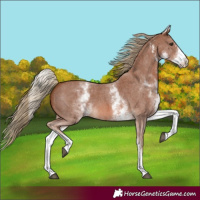 Horse Color:White Spotted Chestnut Sabino