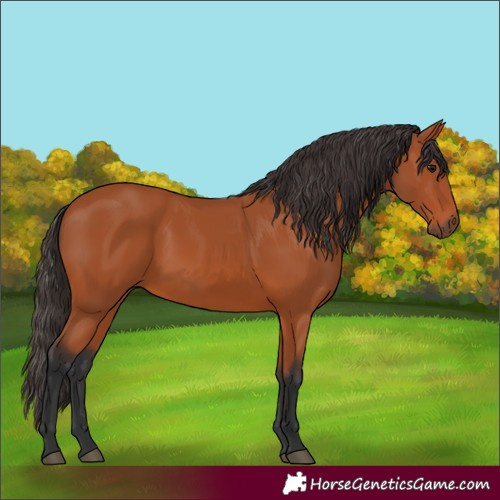 Horse Color:Bay 
